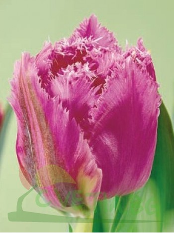  Лале (Tulipa 'Mustang') R918